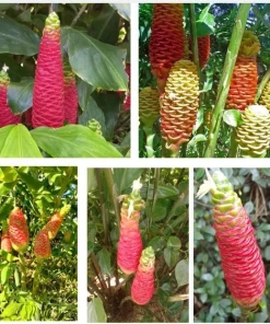 7 Awapuhi Shampoo Ginger Rhizomes - Zingiber Zerumbet Tubers - Image 1