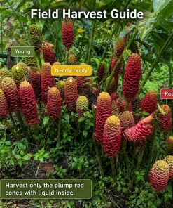 7 Awapuhi Shampoo Ginger Rhizomes - Zingiber Zerumbet Pinecone Roots for Planting - Image 6