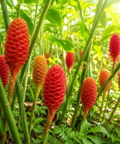7 Awapuhi Shampoo Ginger Rhizomes - Zingiber Zerumbet Pinecone Roots for Planting - Image 1
