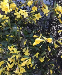 7 Carolina Jessamine Live Plants, Yellow Climbing Vine, Bare Root, 8-10 inches - Image 2