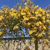 7 Carolina Jessamine Live Plants, Yellow Climbing Vine, Bare Root, 8-10 inches - Image 1