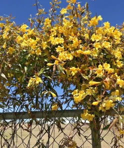 7 Carolina Jessamine Live Plants, Yellow Climbing Vine, Bare Root, 8-10 inches - Image 1