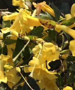 7 Carolina Jessamine Live Plants, Yellow Climbing Vine, Bare Root, 8-10 inches - Image 3