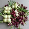 7 Egyptian Walking Onions Bulbs - Red or White Topsetting Onions for Planting - Image 1