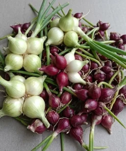 7 Egyptian Walking Onions Bulbs - Red or White Topsetting Onions for Planting - Image 1