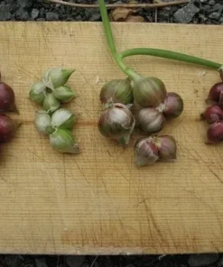 7 Egyptian Walking Onions Bulbs - Red or White Topsetting Onions for Planting - Image 2