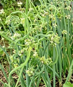 7 Egyptian Walking Onions Bulbs - Red or White Topsetting Onions for Planting - Image 6