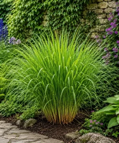 7 Live Lemongrass Starter Plants - 4-6 Inch Rooted Herb for Gardens - Image 2