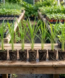 7 Live Lemongrass Starter Plants - 4-6 Inch Rooted Herb for Gardens - Image 4
