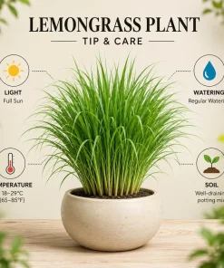 7 Live Lemongrass Starter Plants - 4-6 Inch Rooted Herb for Gardens - Image 5