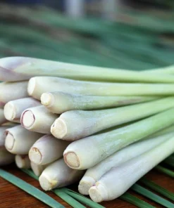7 Live Lemongrass Starter Plants - 4-6 Inch Rooted Herb for Gardens - Image 6
