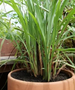 7 Live Lemongrass Starter Plants - 4-6 Inch Rooted Herb for Gardens - Image 7
