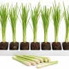 7 Live Lemongrass Starter Plants - 4-6 Inch Rooted Herb for Gardens - Image 1
