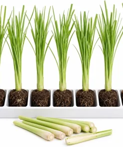 7 Live Lemongrass Starter Plants - 4-6 Inch Rooted Herb for Gardens - Image 1
