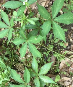 7 Virginia Creeper Live Plants, 8-10 Inch Bare Root Climbing Vine, Parthenocissus quinquefolia - Image 2