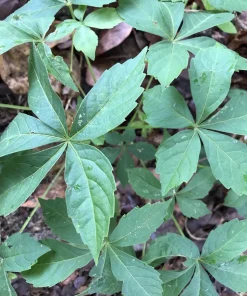 7 Virginia Creeper Live Plants, 8-10 Inch Bare Root Climbing Vine, Parthenocissus quinquefolia - Image 3