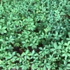 7 Virginia Creeper Live Plants, 8-10 Inch Bare Root Climbing Vine, Parthenocissus quinquefolia - Image 1