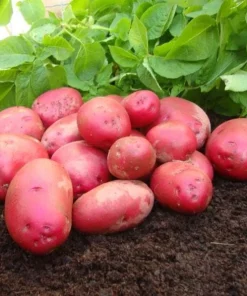 70 Mixed Potato Seeds – Heirloom Vegetable Seeds for Planting – Grow Your Own - Image 3