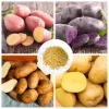 70 Mixed Potato Seeds – Heirloom Vegetable Seeds for Planting – Grow Your Own - Image 1