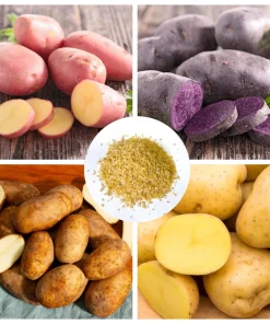 70 Mixed Potato Seeds – Heirloom Vegetable Seeds for Planting – Grow Your Own - Image 1