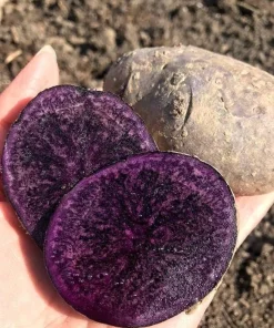 70 Purple Potato Seeds for Planting - Easy Grow Sweet Potato Seeds - Image 3