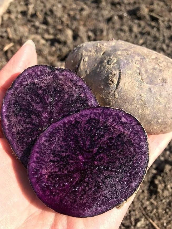 70 Purple Potato Seeds for Planting - Easy Grow Sweet Potato Seeds - Image 3