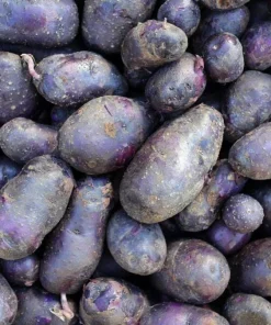 70 Purple Potato Seeds for Planting - Easy Grow Sweet Potato Seeds - Image 5