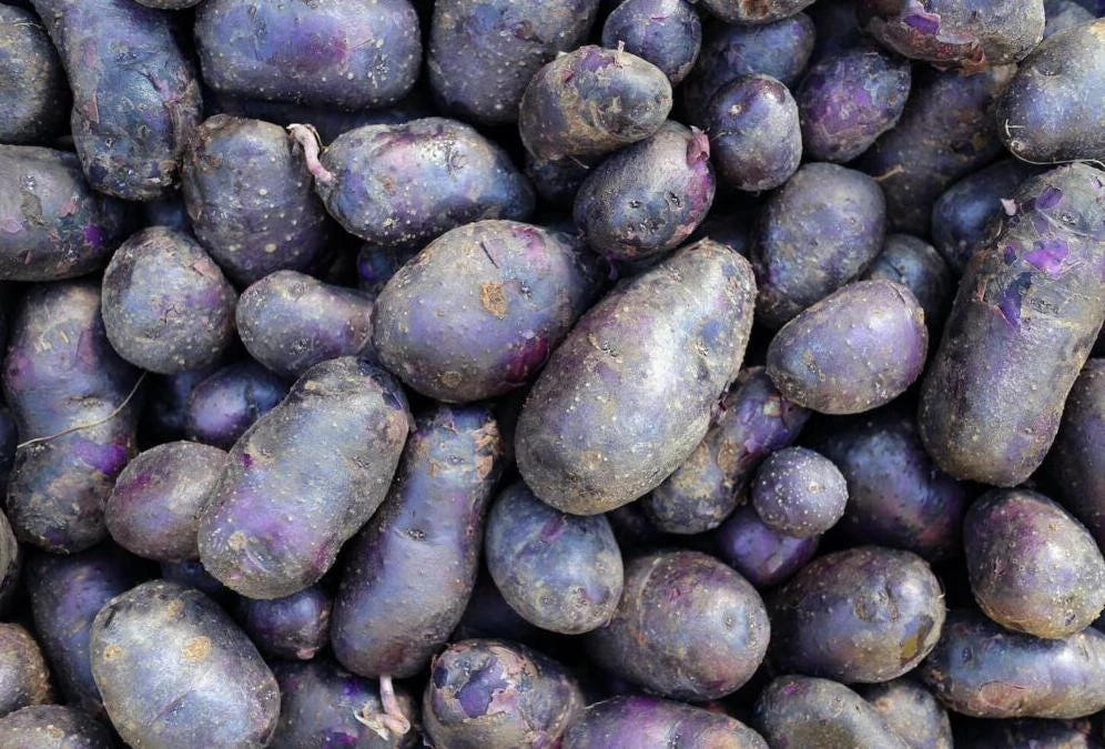 70 Purple Potato Seeds for Planting - Easy Grow Sweet Potato Seeds - Image 5
