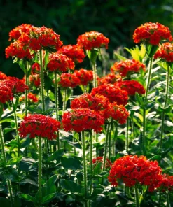 70 Red Lychnis Chalcedonica Seeds - Maltese Cross Flower, Zones 3-8 - Image 2