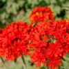 70 Red Lychnis Chalcedonica Seeds - Maltese Cross Flower, Zones 3-8 - Image 1