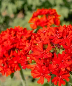 70 Red Lychnis Chalcedonica Seeds - Maltese Cross Flower, Zones 3-8 - Image 1