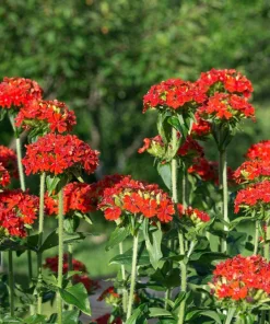 70 Red Lychnis Chalcedonica Seeds - Maltese Cross Flower, Zones 3-8 - Image 3