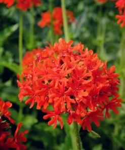 70 Red Lychnis Chalcedonica Seeds - Maltese Cross Flower, Zones 3-8 - Image 4