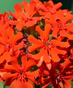70 Red Lychnis Chalcedonica Seeds - Maltese Cross Flower, Zones 3-8 - Image 5