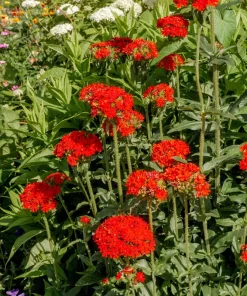 70 Red Lychnis Chalcedonica Seeds - Maltese Cross Flower, Zones 3-8 - Image 6