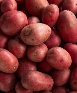 70 Red Potato Seeds for Planting - Easy Growing, Red-Skinned Potatoes - Image 4