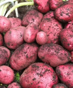 70 Red Potato Seeds for Planting - Easy Growing, Red-Skinned Potatoes - Image 6