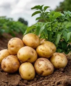 70 Yukon Gold Potato Seeds for Planting - Easy Growing - Image 2