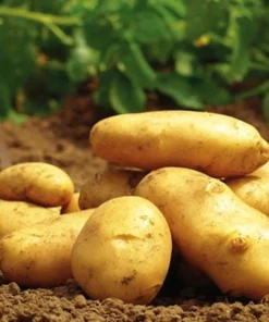 70 Yukon Gold Potato Seeds for Planting - Easy Growing - Image 3
