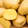 70 Yukon Gold Potato Seeds for Planting - Easy Growing - Image 1