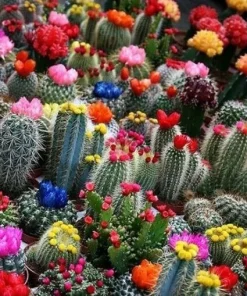 75 Mixed Cactus Succulent Seeds - Dwarf Bonsai Flower Plant Seeds - Image 2