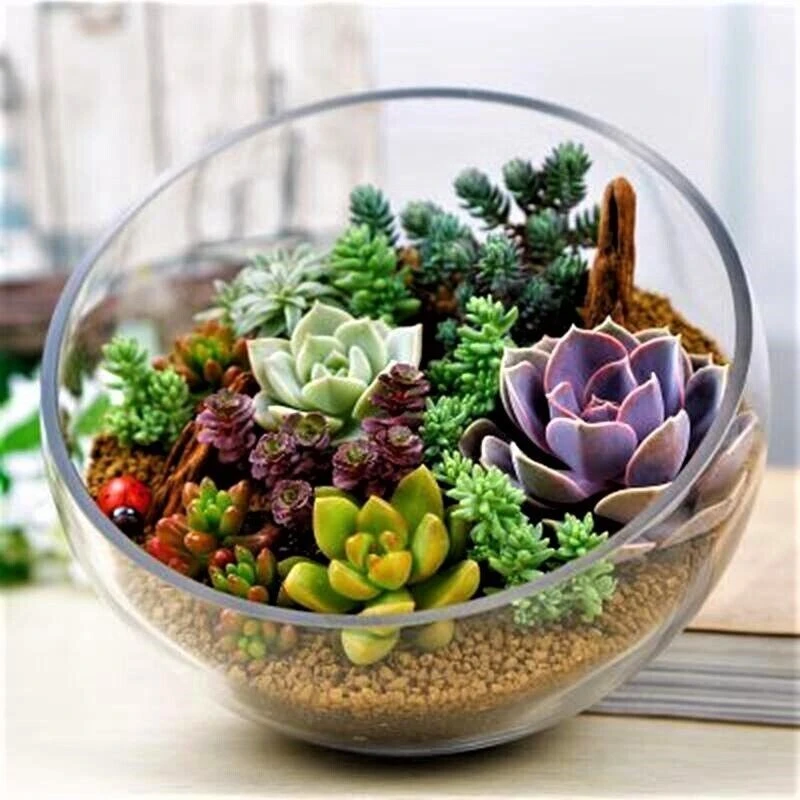 75 Mixed Cactus Succulent Seeds - Dwarf Bonsai Flower Plant Seeds - Image 3