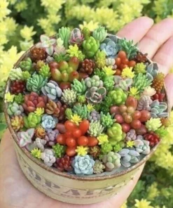 75 Mixed Cactus Succulent Seeds - Dwarf Bonsai Flower Plant Seeds - Image 4