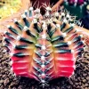 75 Mixed Cactus & Succulent Seeds - Dwarf Bonsai Flowering Plants - Image 1