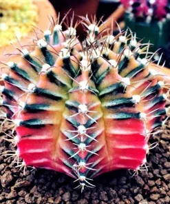 75 Mixed Cactus & Succulent Seeds - Dwarf Bonsai Flowering Plants - Image 1