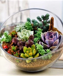 75 Mixed Cactus Succulent Seeds - Dwarf Bonsai Plant Seeds, Flowering - Image 2