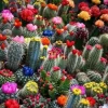 75 Mixed Cactus Succulent Seeds - Dwarf Bonsai Plant Seeds, Flowering - Image 1