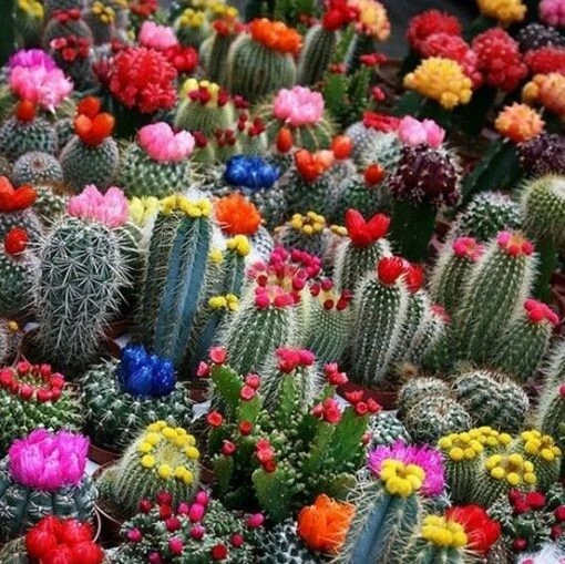 75 Mixed Cactus Succulent Seeds - Dwarf Bonsai Plant Seeds, Flowering - Image 1