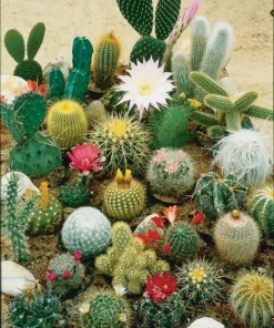 75 Mixed Cactus Succulent Seeds - Dwarf Bonsai Plant Seeds, Flowering - Image 3