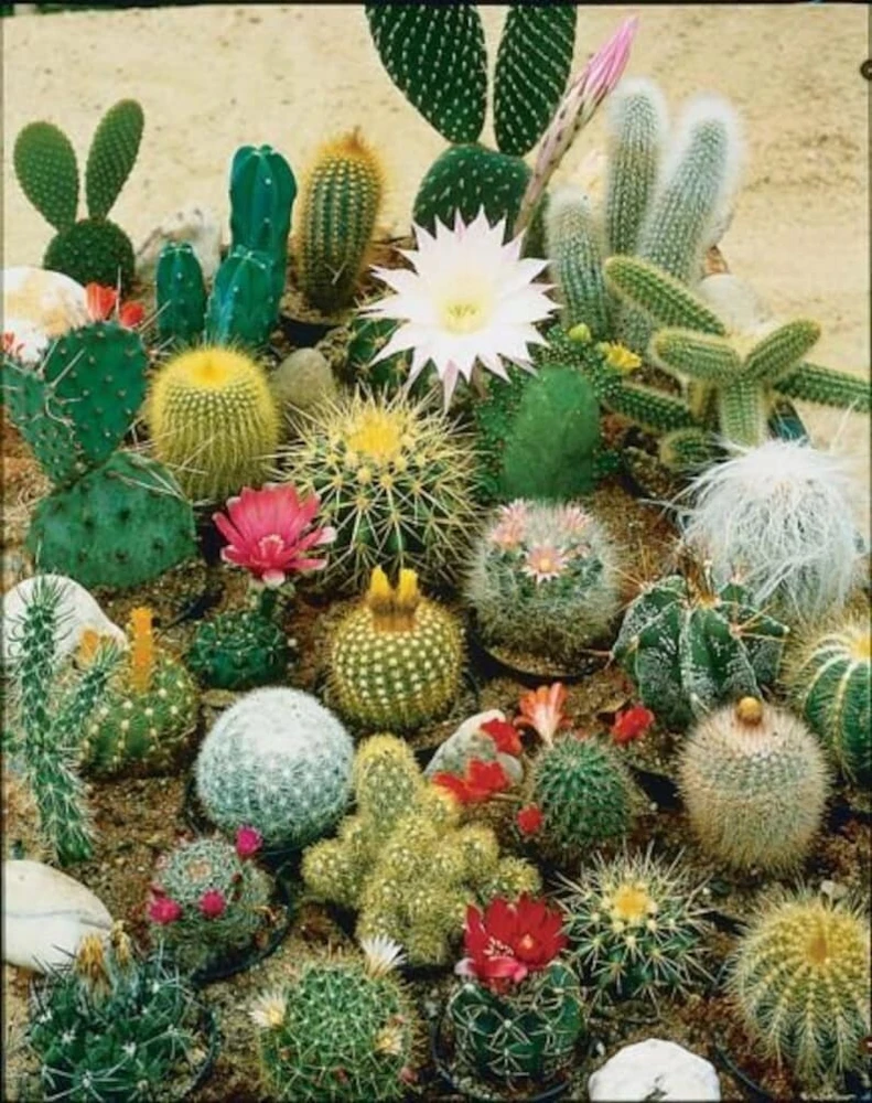 75 Mixed Cactus Succulent Seeds - Dwarf Bonsai Plant Seeds, Flowering - Image 3